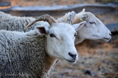 Horned sheep.