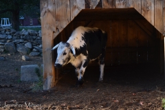 Cow in a barn.