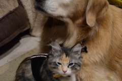 This kids were waiting patiently when we arrived home.