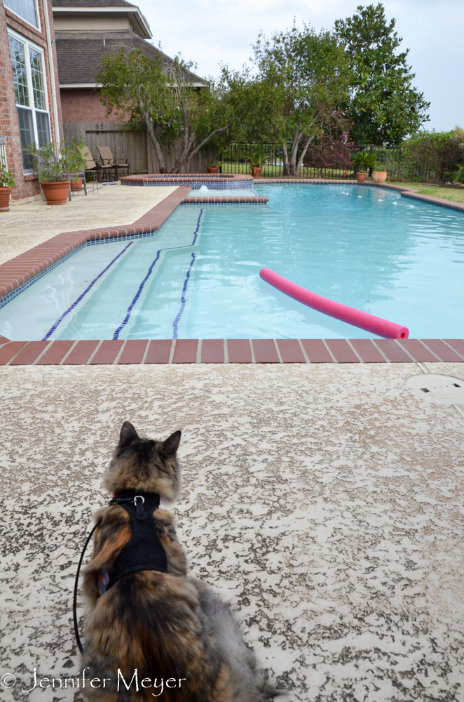 Gypsy was plain freaked out by the pool.