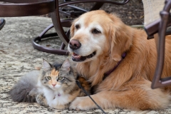 She preferred to snuggle up next to Bailey.