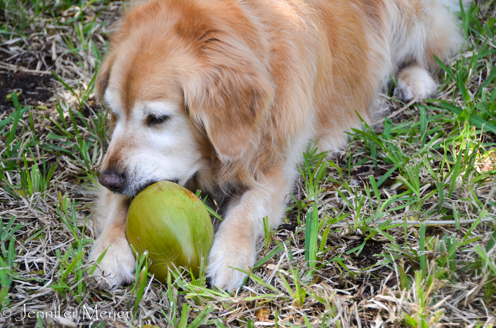 Gnawing on a coconut.