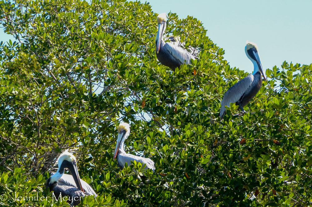 Pelicans in a tree on the way out of the harbor.