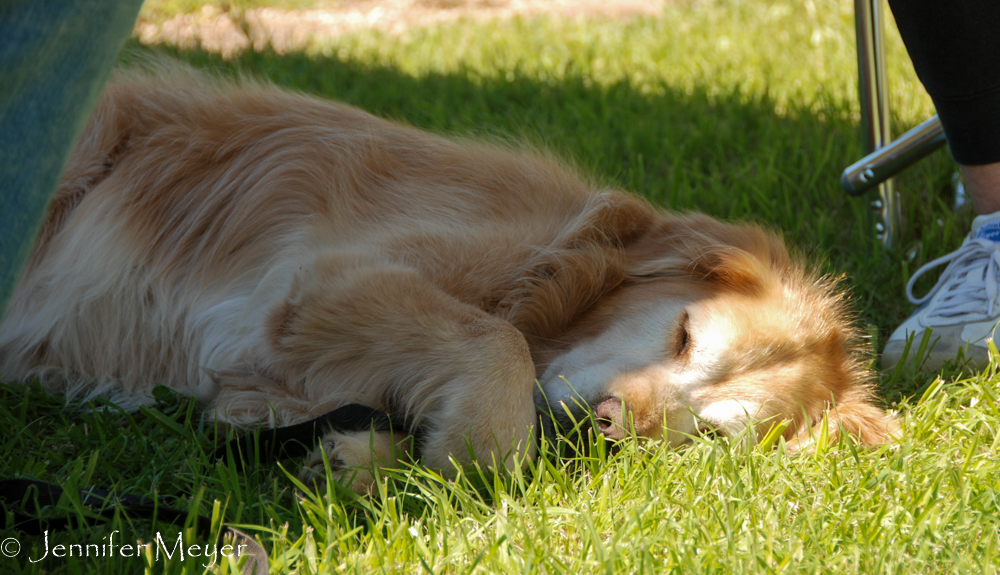 Bailey just snoozed in the sun.