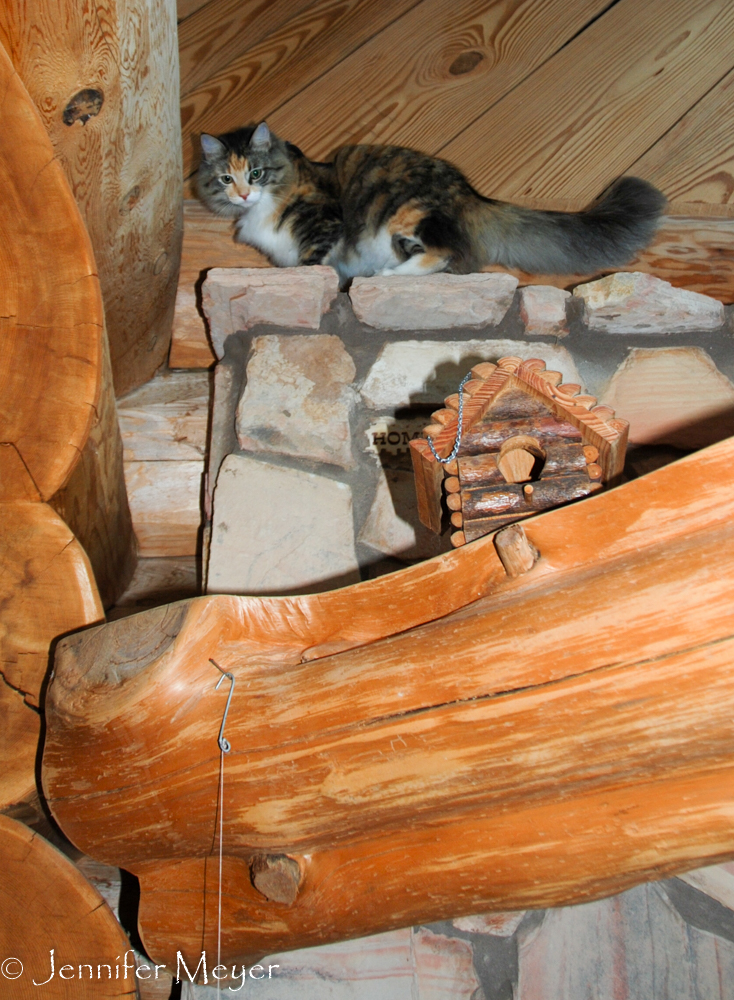 Gypsy makes herself at home, exploring the rafters.