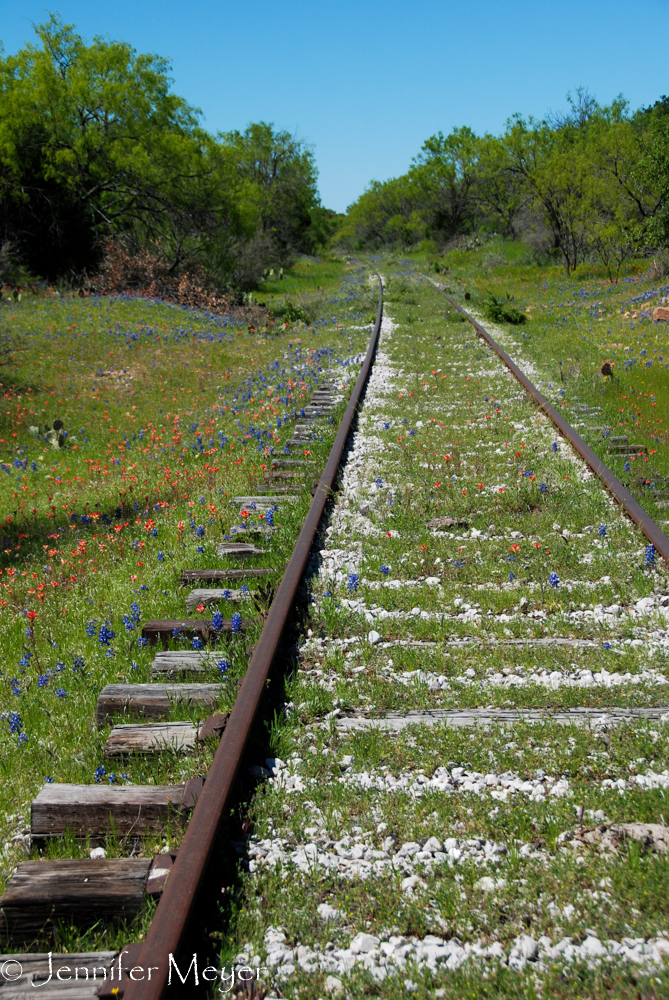 We found some wildflowers on an old railroad track.