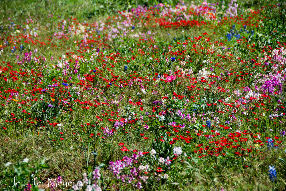 This area had so many different kinds of flowers.