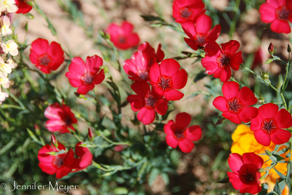 Especially the red ones.