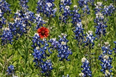 Especially the state flower, blue bonnets.
