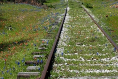 We found some wildflowers on an old railroad track.