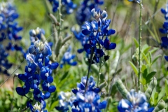 A few more flower shots.