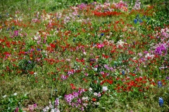 This area had so many different kinds of flowers.