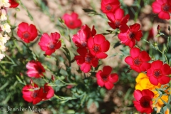 Especially the red ones.