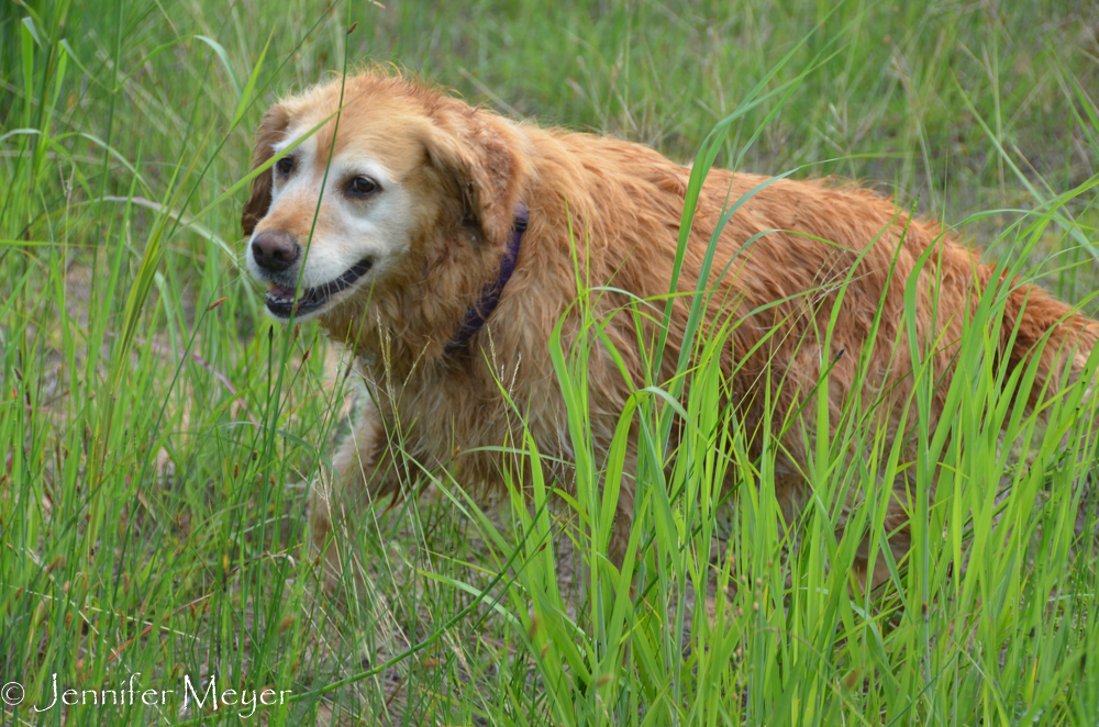 Bailey fetching.