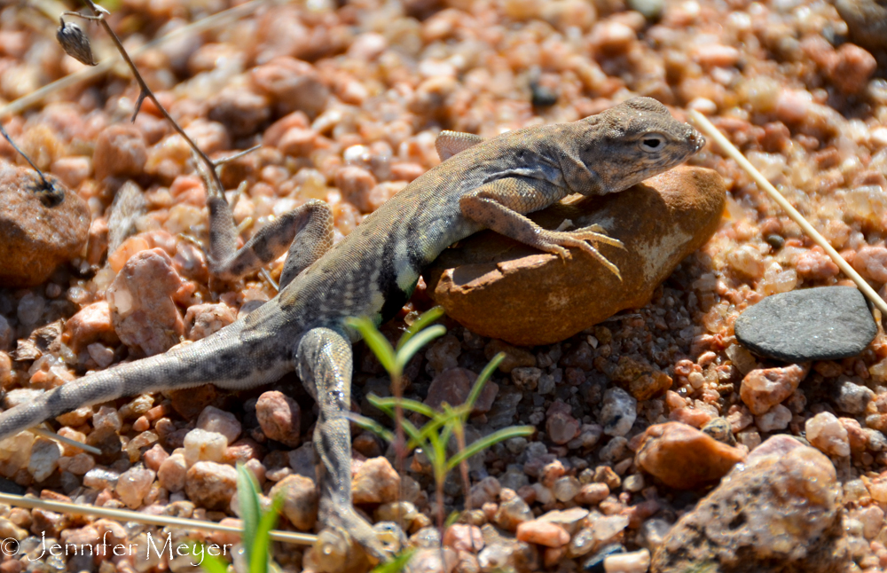 Lizard on the beach.