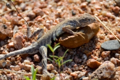 Lizard on the beach.