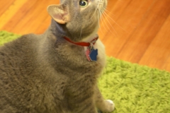 Josie Juicebox is a scary kitty.