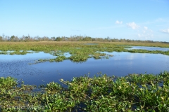 The swamp is more beautiful than I thought.