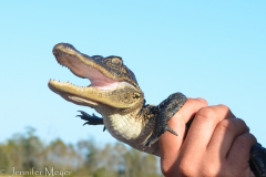 This is a yearling he'd caught earlier.