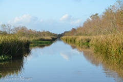 These are freshwater swamps.