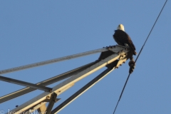 Eagle on an electric tower.