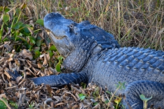 We were lucky to see this 10 foot gator.