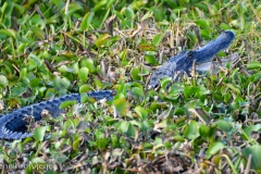 And a smaller six footer.