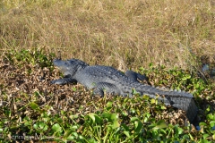 They'd come out of hibernation for the unusually warm weather.