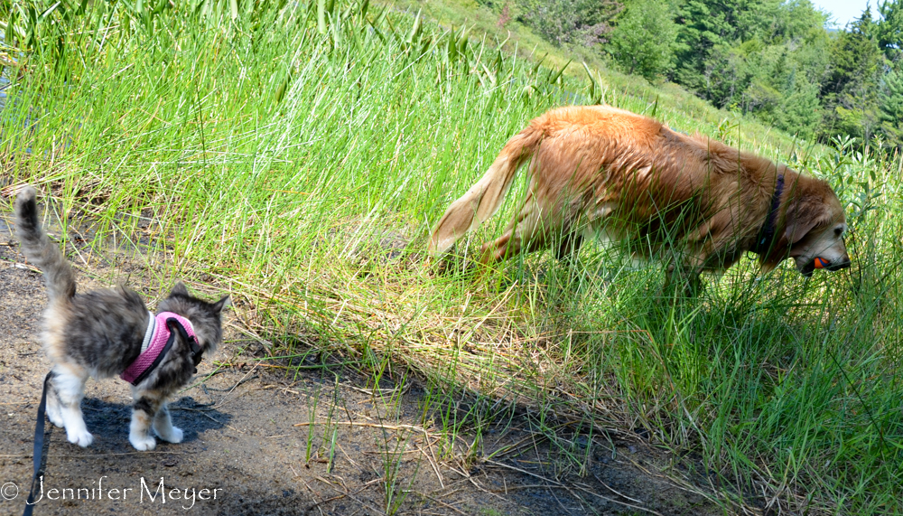 But sometimes she wants to follow Bailey.