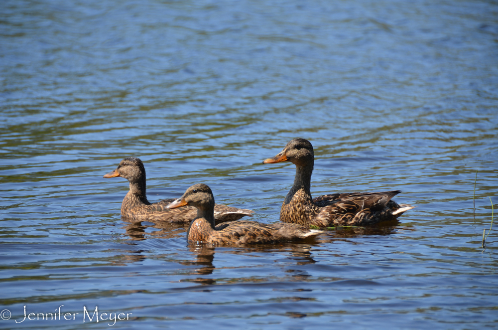 Lots of ducks swimming around.