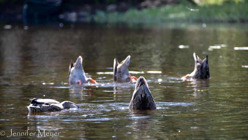 Duck tails.