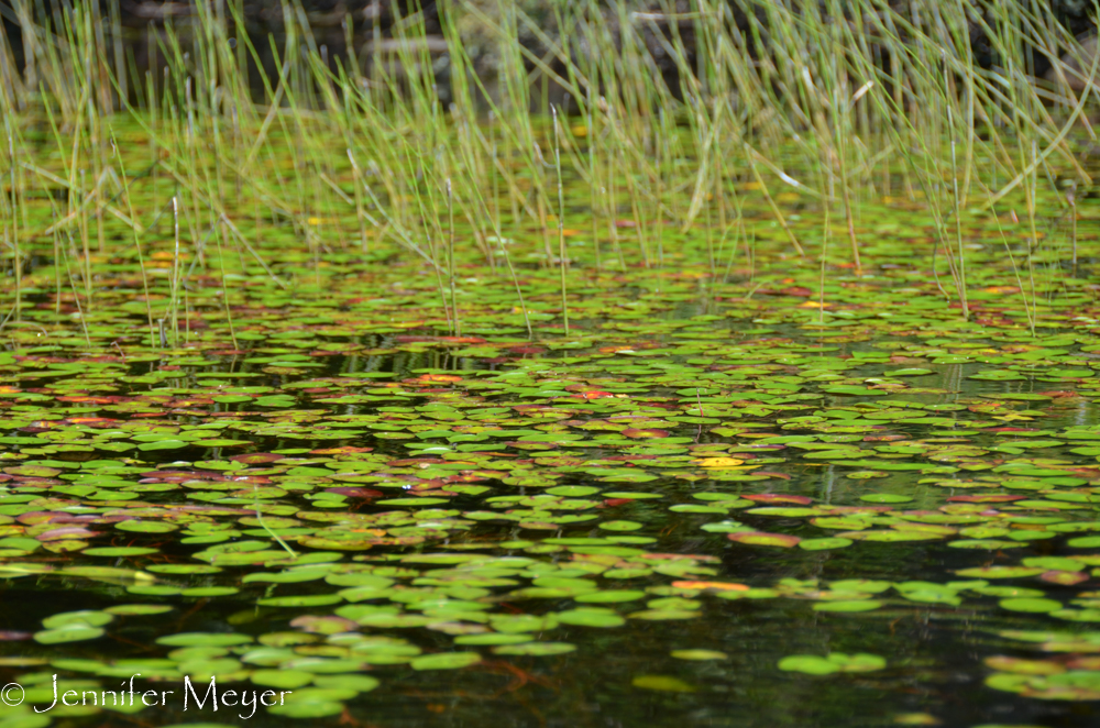 Lily pads.