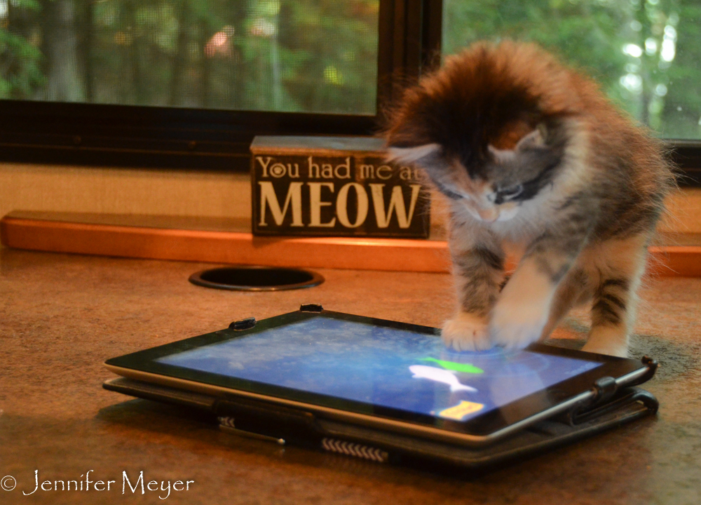 Gypsy plays with her fishing app.