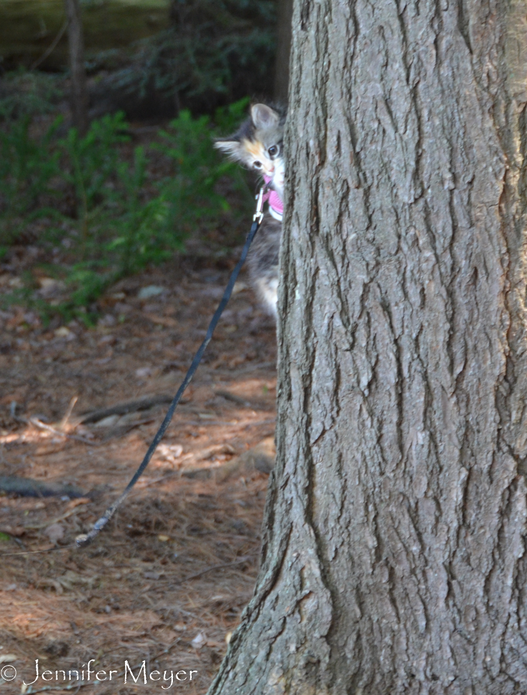 Gypsy climbs her first tree.