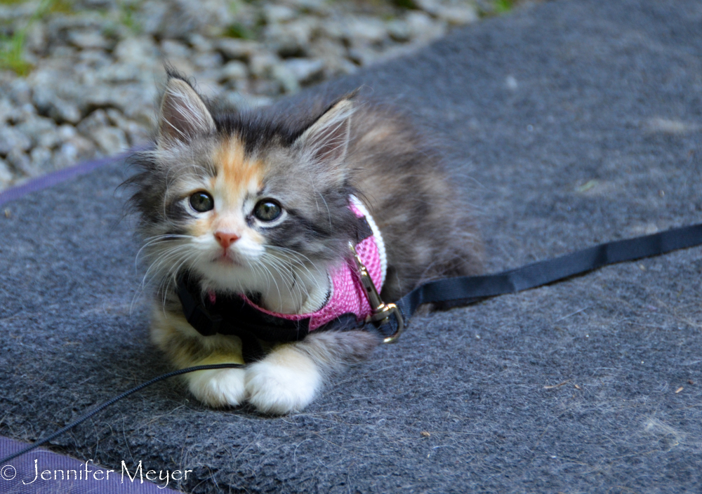 Gypsy loves to be outside.