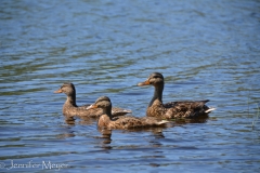 Lots of ducks swimming around.