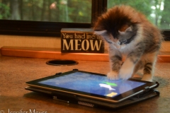 Gypsy plays with her fishing app.