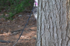 Gypsy climbs her first tree.