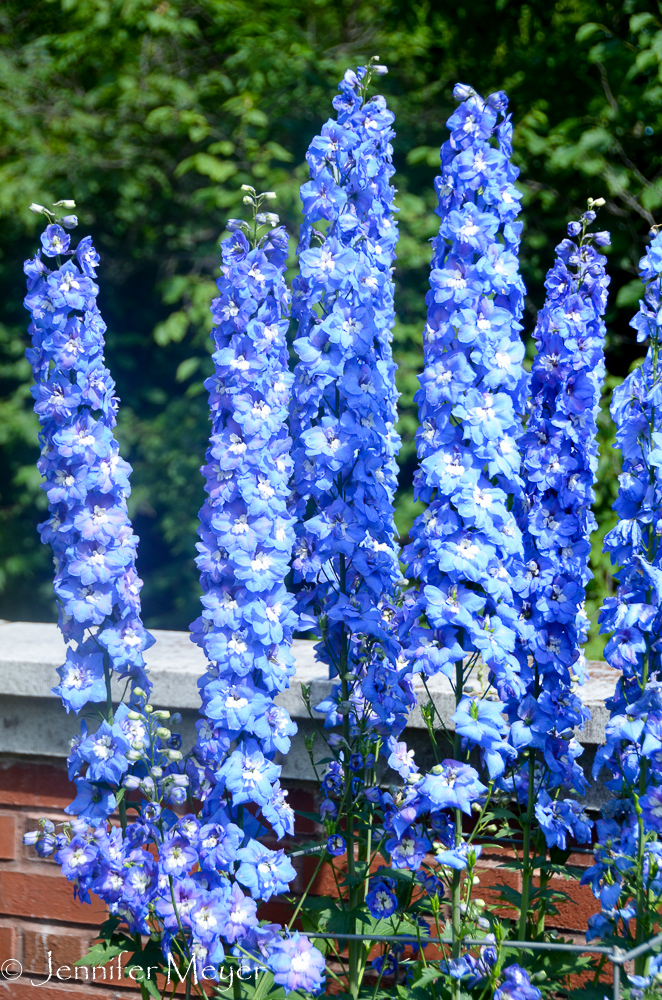 Delphiniums.