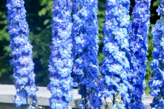 Delphiniums.