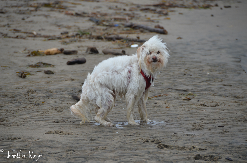 Buddy jumped in the river by accident.