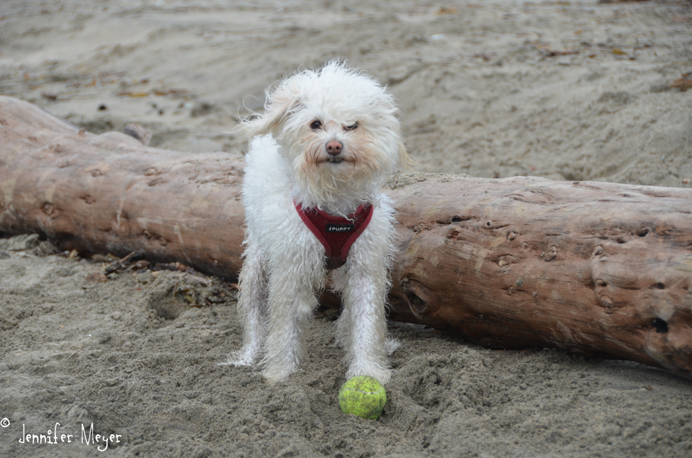 Buddy loves to play fetch.