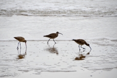 Sandpipers in the surf.
