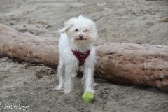 Buddy loves to play fetch.