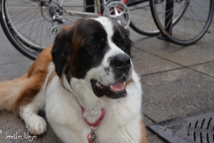 Dog waiting for owner.