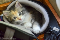 Gypsy in my camera case again.