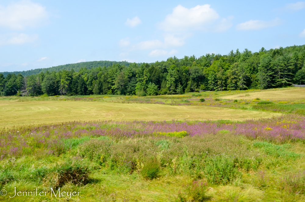 Green fields and wildflowers.