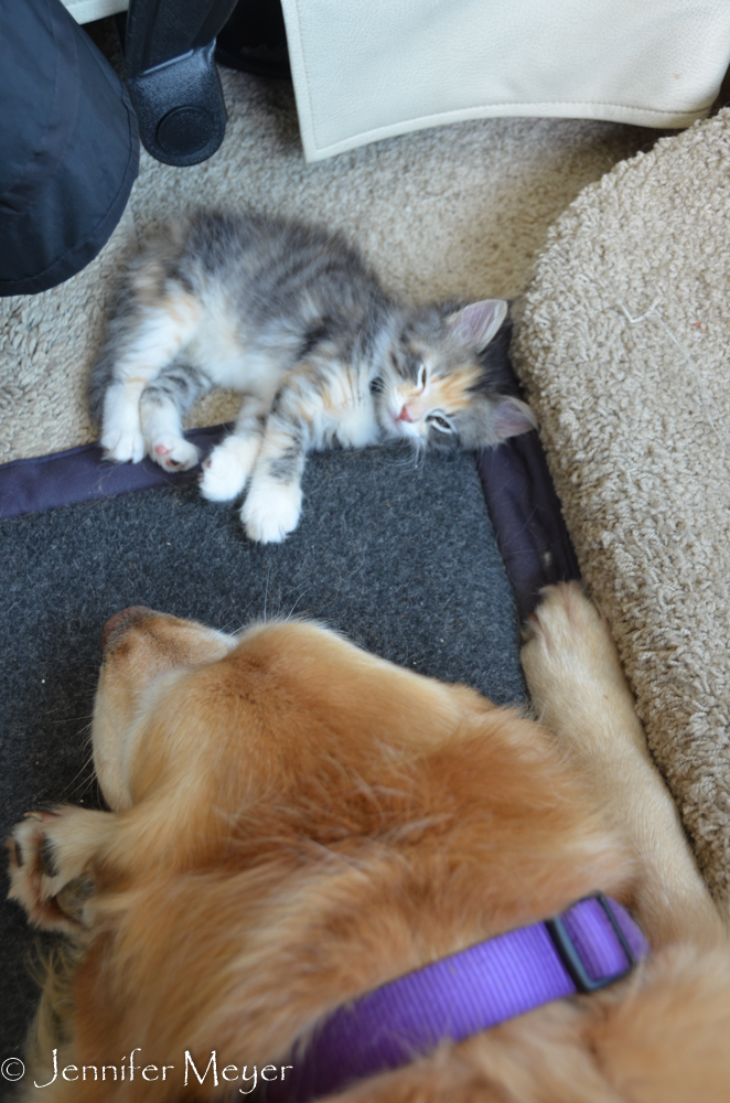 Gypsy and Bailey snooze through the drive.