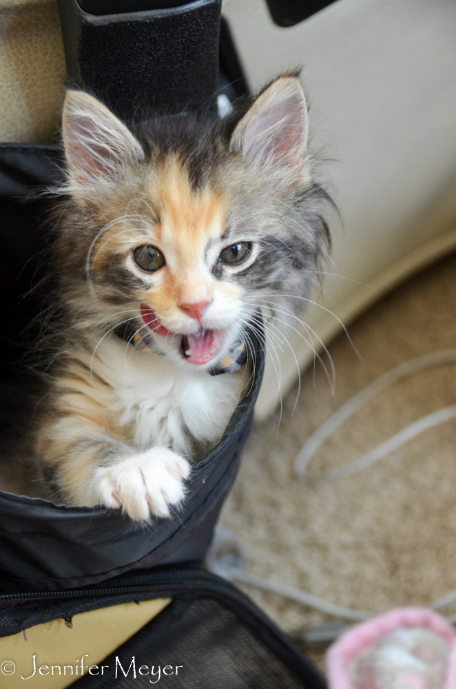 She crawls into the hanging litter bin.