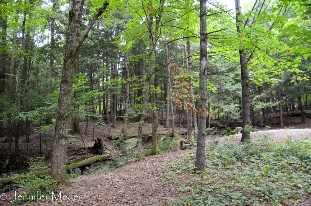 The campground had very woodsy sections.